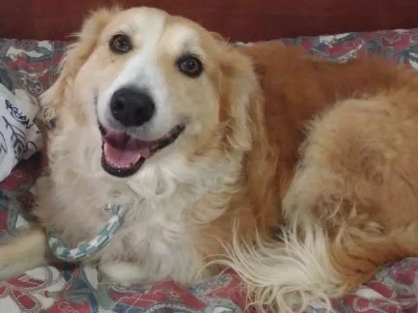 Cachorro ra a RND idade 6 ou mais anos nome Lessie