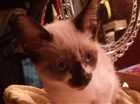 Gato raça Indefinida  idade Abaixo de 2 meses nome Nina