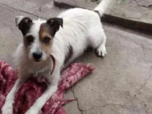 Cachorro raça SRD idade 3 anos nome Bolinha 