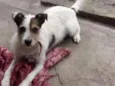 Bolinha
