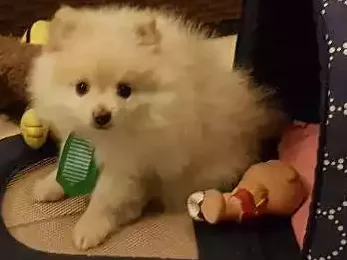 Cachorro ra a Lulu da pomerania  idade 2 a 6 meses nome Floquinho