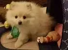 Cachorro raça Lulu da pomerania  idade 2 a 6 meses nome Floquinho