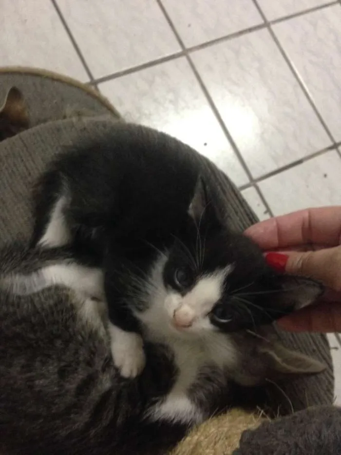 Gato ra a Mistiça  idade Abaixo de 2 meses nome Ainda não tem nome 