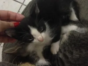 Gato raça Mistiça  idade Abaixo de 2 meses nome Ainda não tem nome 