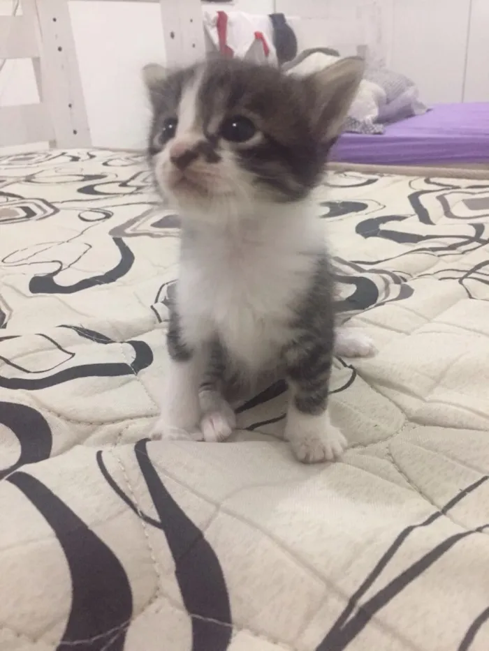 Gato ra a Mistiça  idade Abaixo de 2 meses nome Ainda não tem nome 