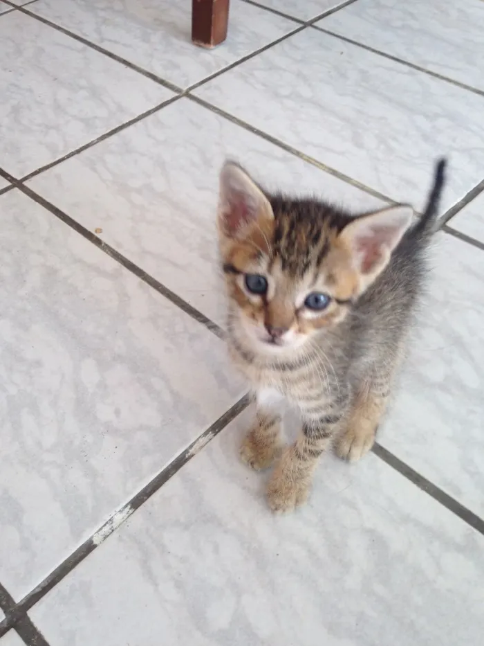 Gato ra a Mistiça  idade Abaixo de 2 meses nome Ainda não tem nome 
