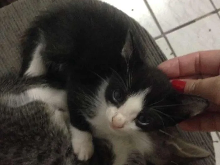 Gato ra a Mistiça  idade Abaixo de 2 meses nome Ainda não tem nome 