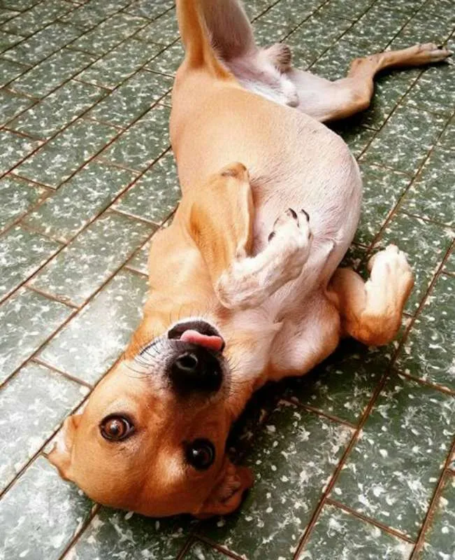 Cachorro ra a Vira-lata idade 3 anos nome Marlow
