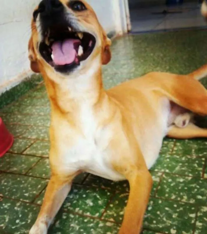 Cachorro ra a Vira-lata idade 3 anos nome Marlow