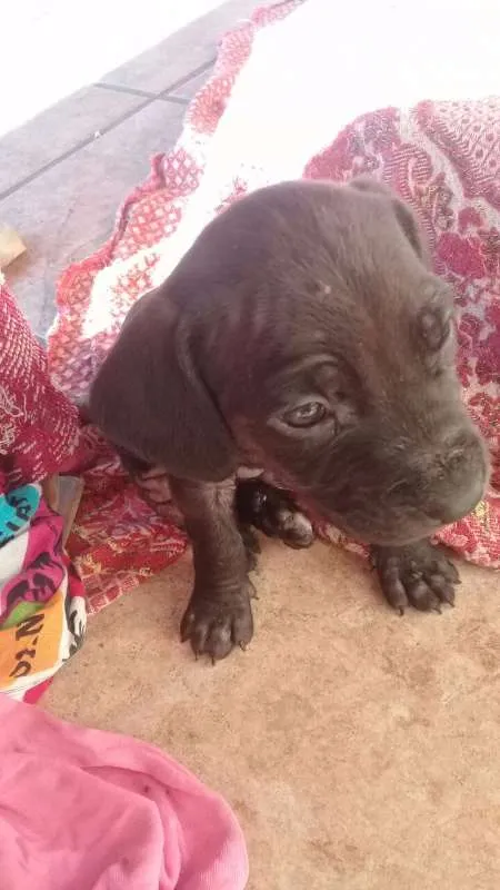Cachorro ra a NA idade Abaixo de 2 meses nome NA