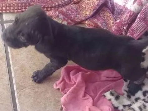 Cachorro ra a NA idade Abaixo de 2 meses nome NA