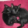 Gatos