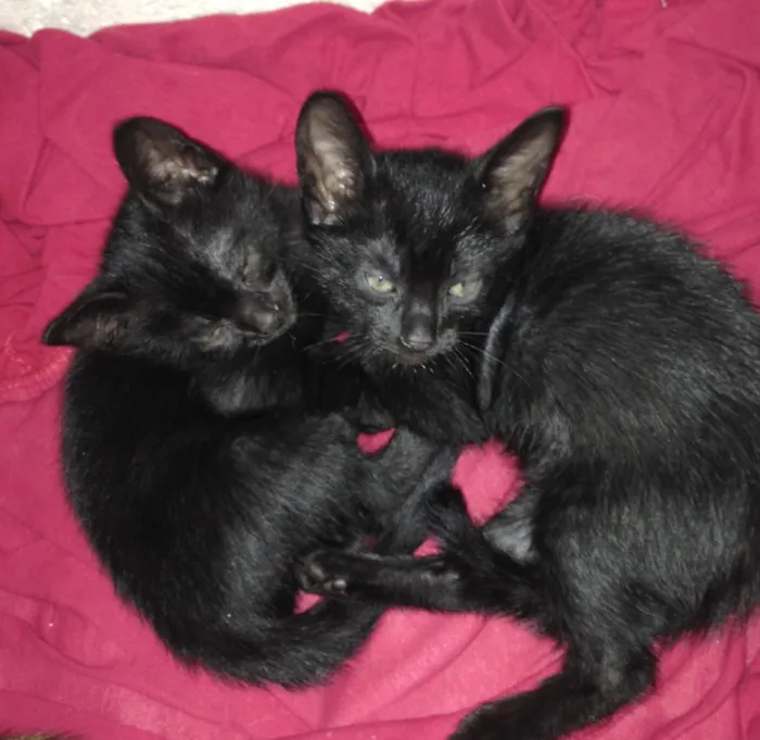 Gato raça Vira-lata  idade Abaixo de 2 meses nome Gatos