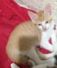 Gatos