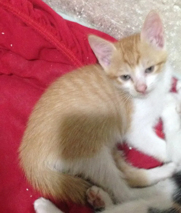 Gato raça Vira-lata  idade Abaixo de 2 meses nome Gatos