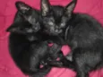 Gatos
