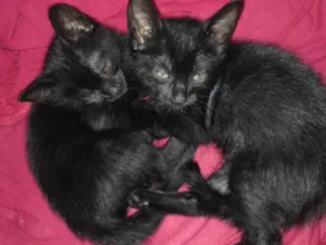 Gato raça Vira-lata  idade Abaixo de 2 meses nome Gatos