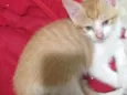 Gatos