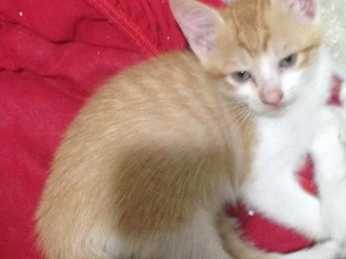Gato raça Vira-lata  idade Abaixo de 2 meses nome Gatos