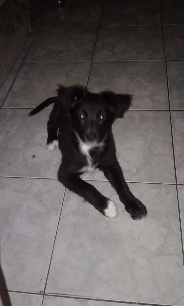 Cachorro ra a Vira lata com poodle  idade 2 a 6 meses nome Simon 