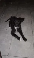 Simon