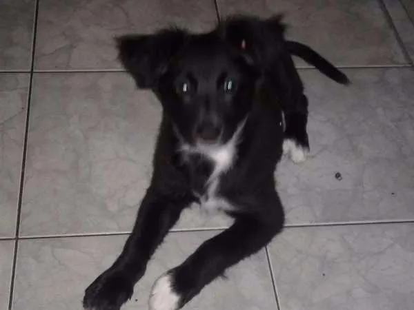 Cachorro ra a Vira lata com poodle  idade 2 a 6 meses nome Simon 