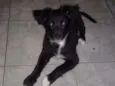 Simon