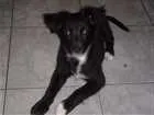 Cachorro raça Vira lata com poodle  idade 2 a 6 meses nome Simon 