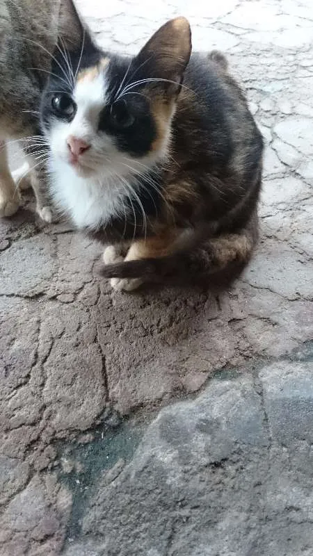 Gato ra a Vira lata idade 2 a 6 meses nome Sem nome