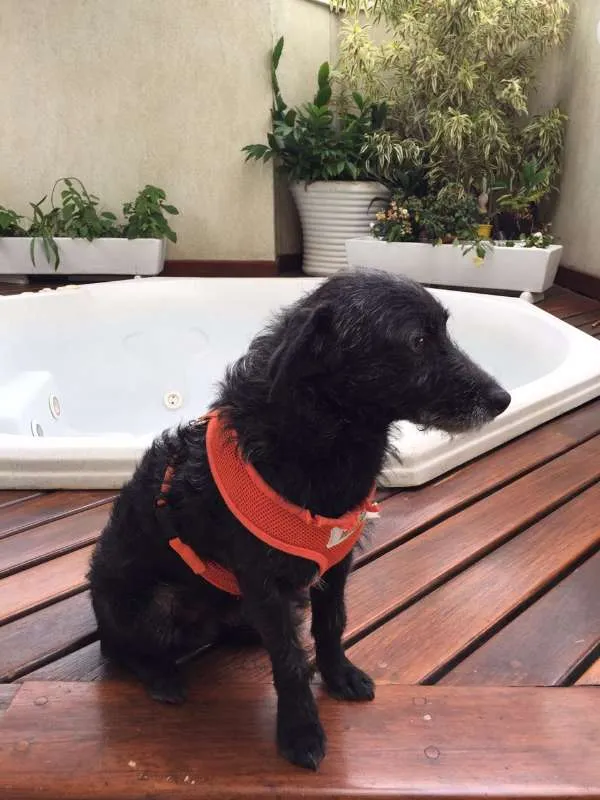 Cachorro ra a SRD idade 1 ano nome Johny