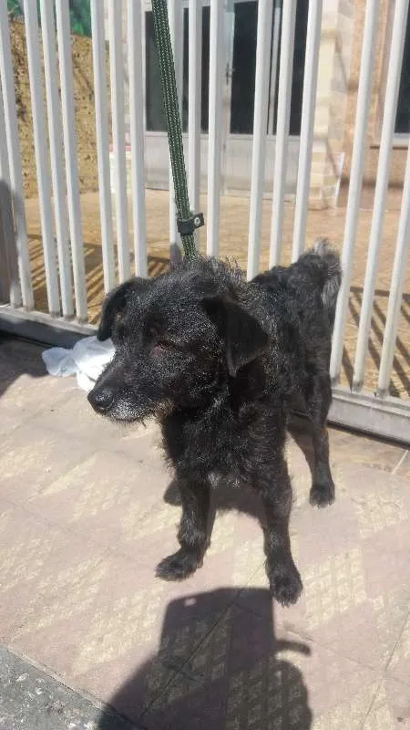 Cachorro ra a SRD idade 1 ano nome Johny