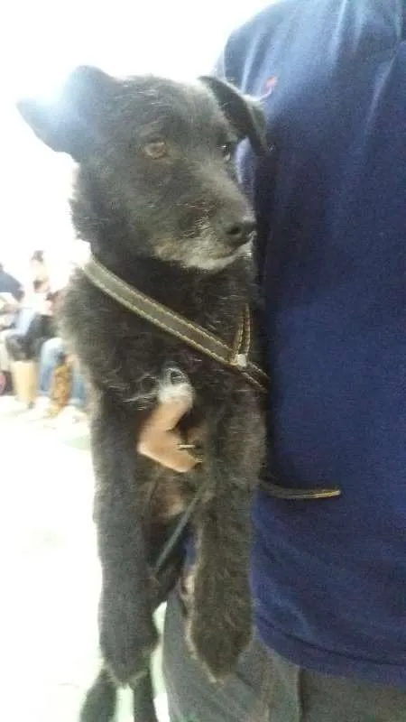 Cachorro ra a SRD idade 1 ano nome Johny