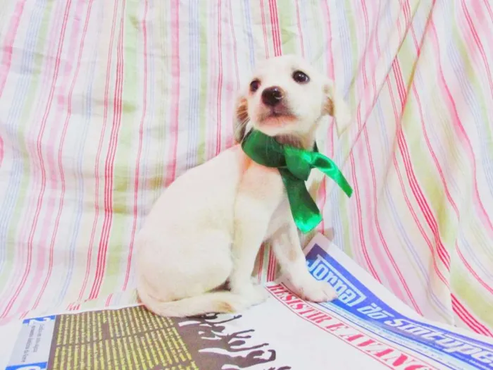Cachorro raça indefinida idade Abaixo de 2 meses nome Político