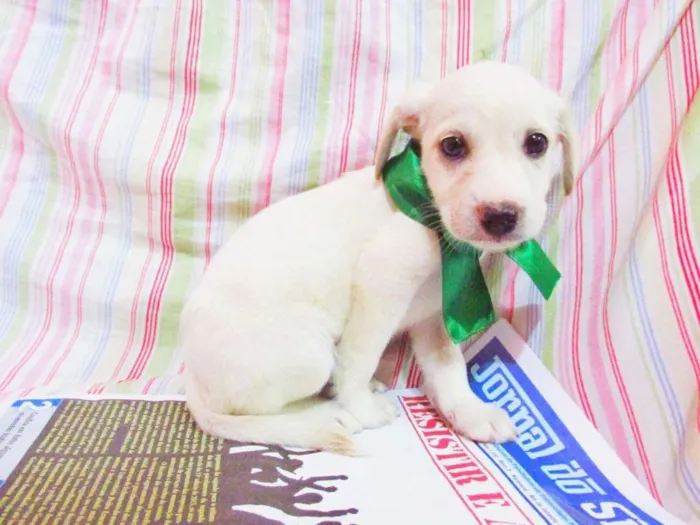 Cachorro raça indefinida idade Abaixo de 2 meses nome Político