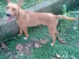 Cachorro raça vira-lata idade 1 ano nome arthur