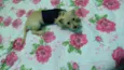 Belinha