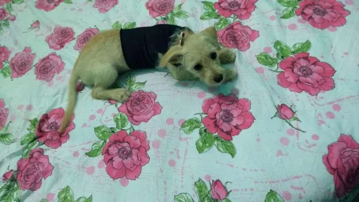 Cachorro ra a Pudoo idade 2 a 6 meses nome Belinha