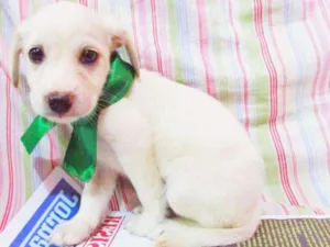 Cachorro raça indefinida idade Abaixo de 2 meses nome Político