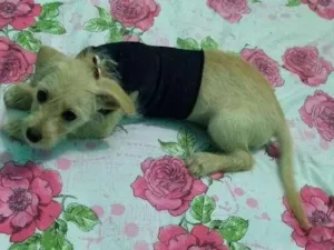 Cachorro raça Pudoo idade 2 a 6 meses nome Belinha