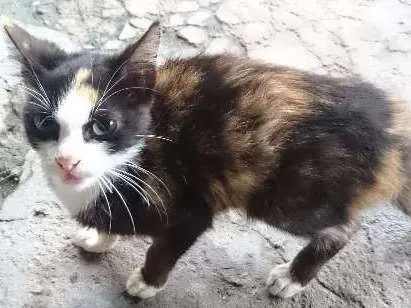 Gato ra a Vira lata idade 2 a 6 meses nome Sem nome