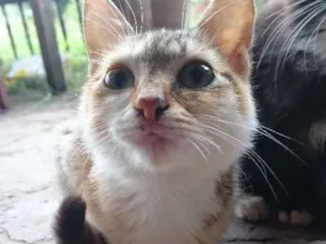 Gato raça SRD idade 2 a 6 meses nome sem nome