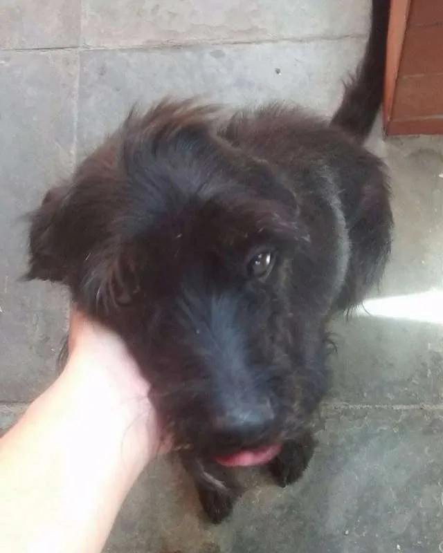 Cachorro ra a SRD idade 6 ou mais anos nome Sasha