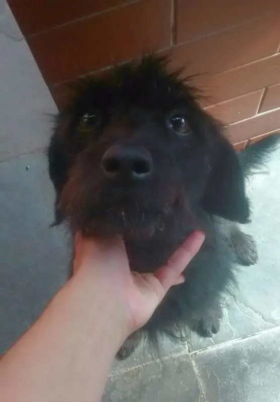 Cachorro ra a SRD idade 6 ou mais anos nome Sasha