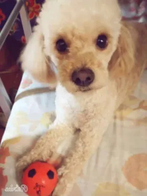 Cachorro raça Poodle idade 5 anos nome Poly