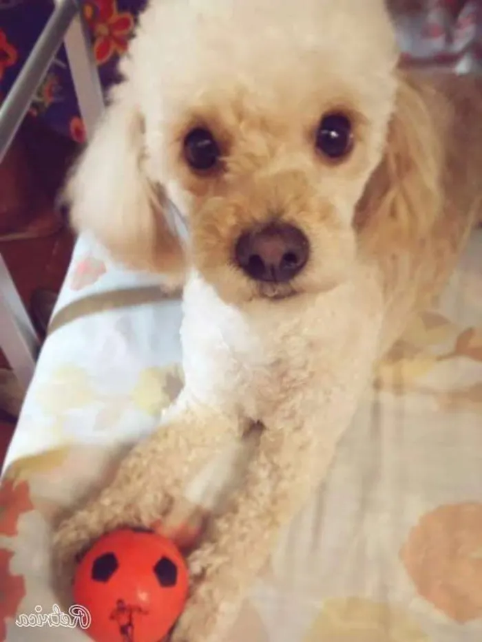 Cachorro ra a Poodle idade 5 anos nome Poly