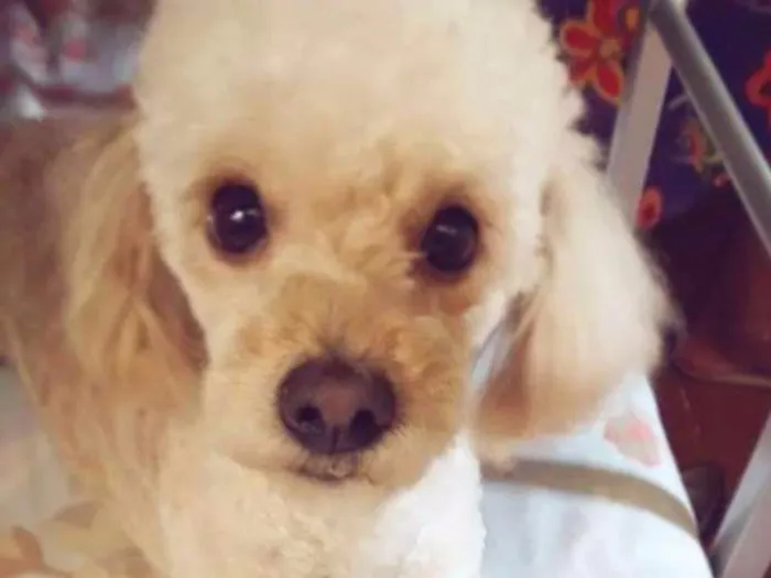Cachorro ra a Poodle idade 5 anos nome Poly