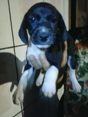 Cachorro raça Mestiça idade Abaixo de 2 meses nome Ainda Não Tem