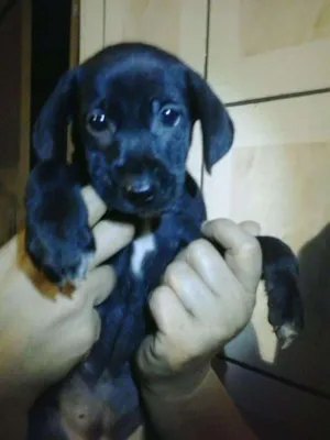 Cachorro raça Mestiça idade Abaixo de 2 meses nome Ainda Não Tem