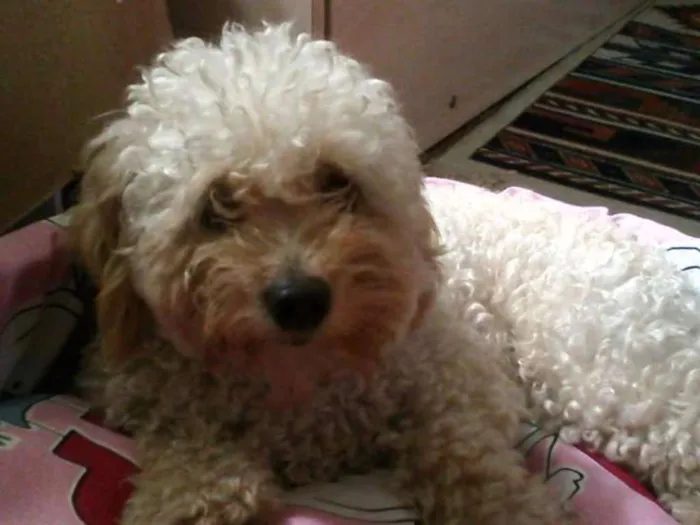 Cachorro ra a Poodle idade 5 anos nome Poly