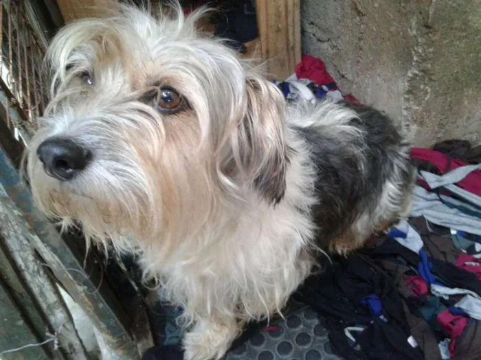 Cachorro ra a Srd idade 3 anos nome Dara 